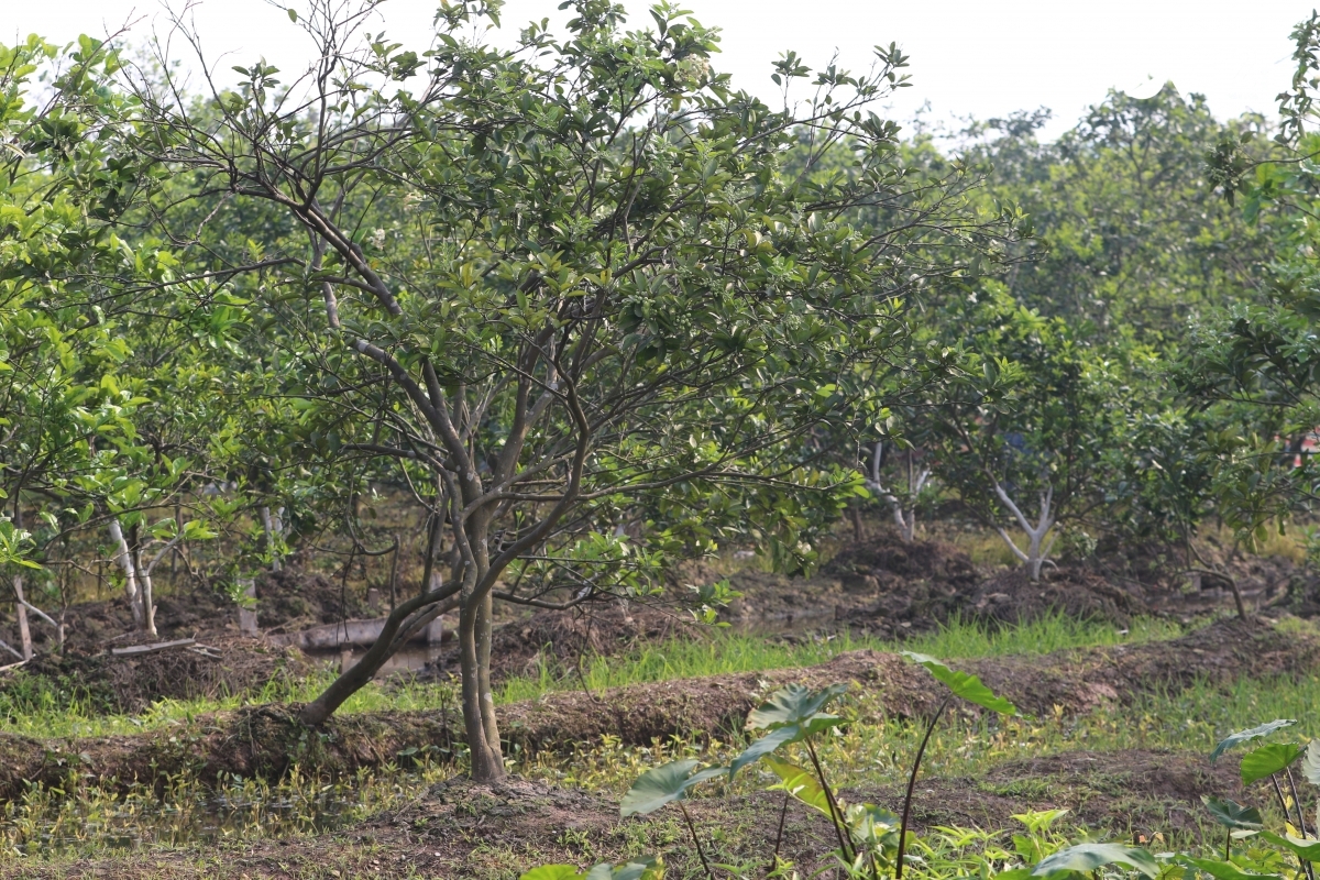 Tại các vùng đất trồng bưởi nổi tiếng như Minh Khai, Phú Diễn, Xuân Phương, hoa bưởi bắt đầu đua nở.