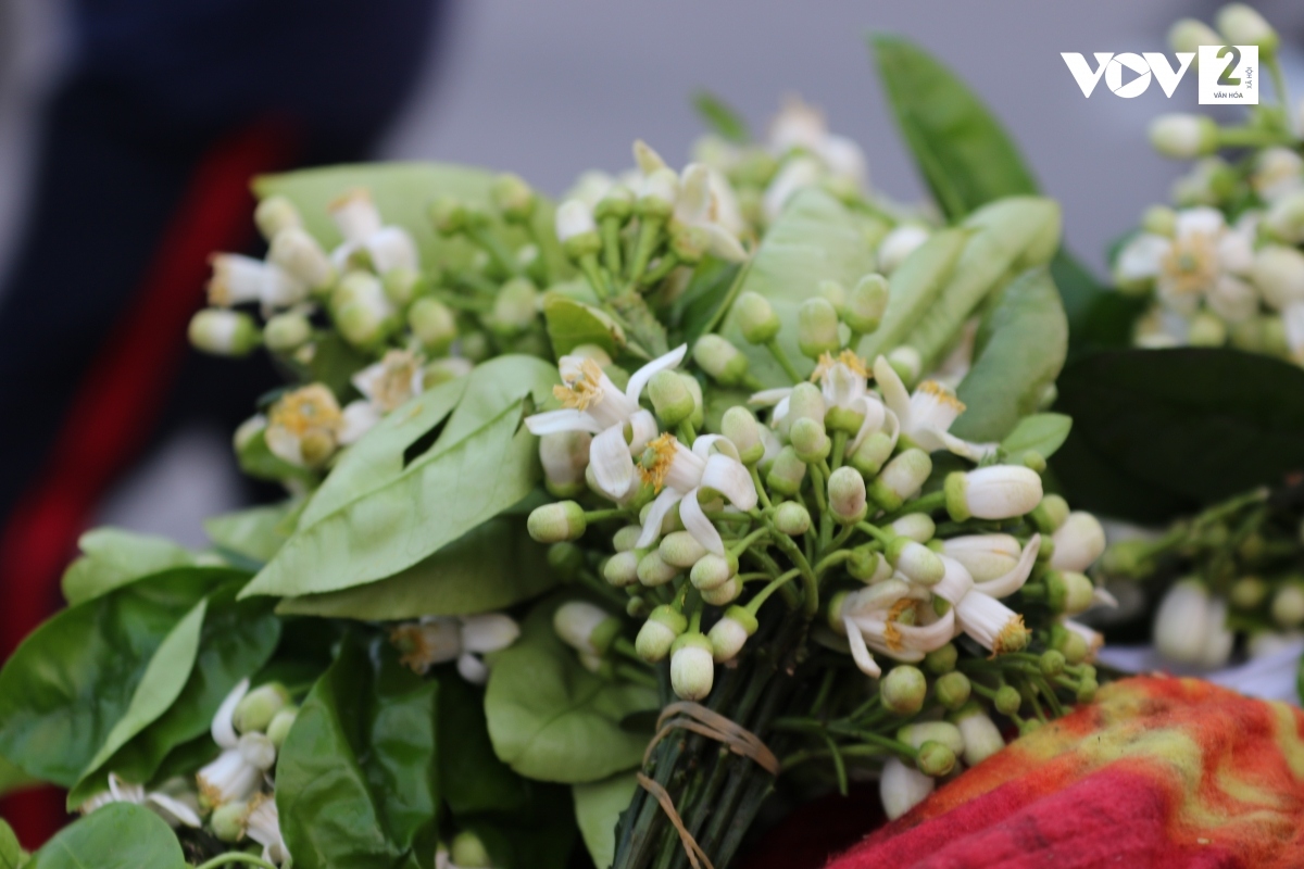 Ông Nhân - chủ một vườn bưởi tại Phú Diễn (Nam Từ Liêm, Hà Nội) cho biết: "Hoa bưởi chỉ nở trong 3 - 4 tuần rồi đậu trái. Người ta không hái hoa từ những cây bưởi lấy trái để bán mà thường hái từ những cây dùng để chiết cành".