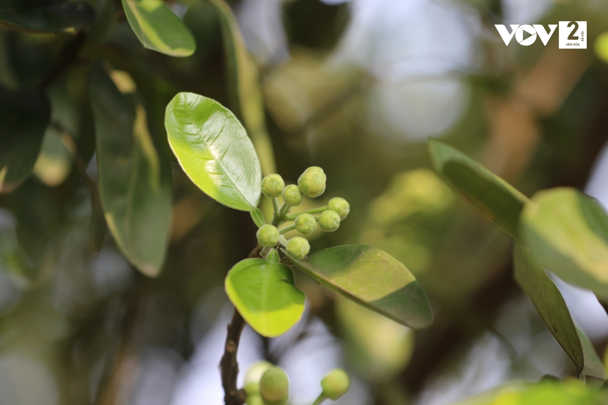 Những chùm hoa bưởi đầu mùa vẫn còn chúm chím.