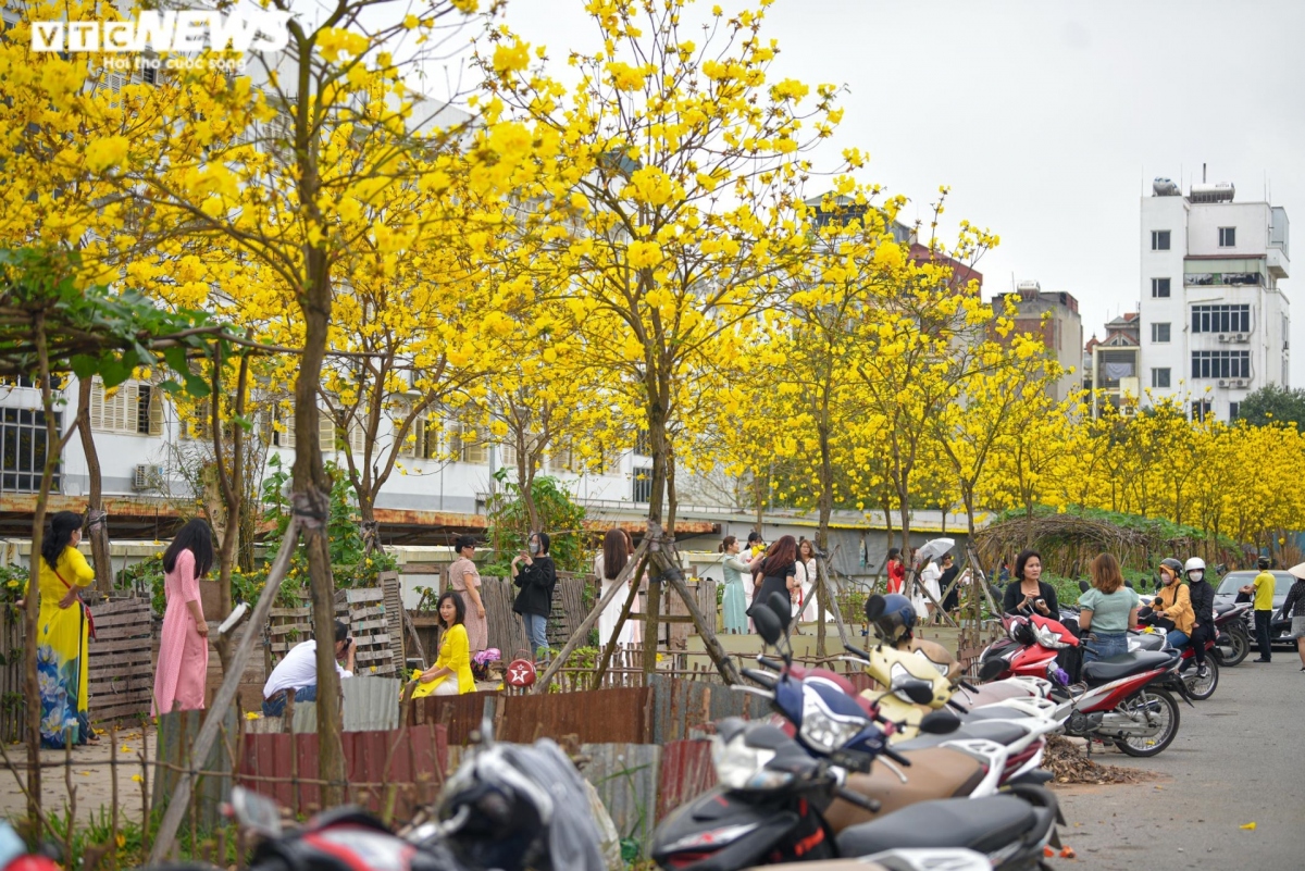 Cây phong linh nở hoa vào mùa xuân, thường được trồng tại một số khu đô thị và một vài tuyến phố ở Hà Nội. Khi nở, những chùm hoa đẹp phủ khắp tán cành, nối tiếp nhau mang tới vẻ đẹp khiến lòng người phải say mê.