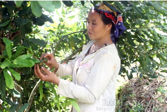 Diện tích mắc ca trên toàn tỉnh Lạng Sơn đã đạt hơn 486 ha. (Ảnh minh họa: Báo Lạng Sơn)