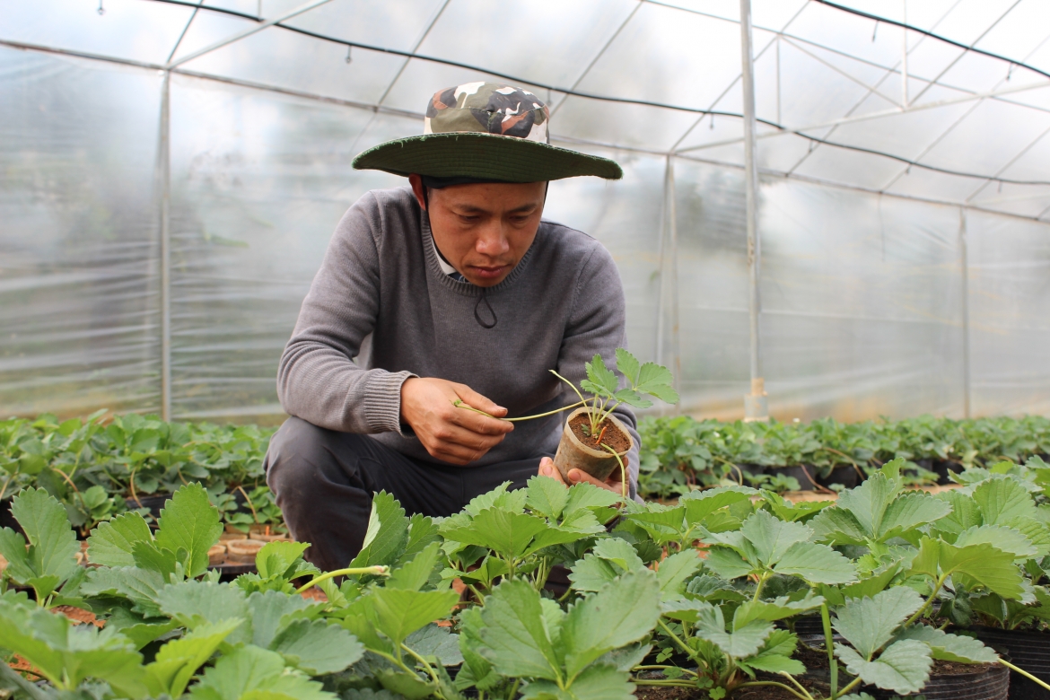Phát triển du lịch nông nghiệp là hướng đi đầy triển vọng, mang lại hiệu quả kinh tế ổn định cho người nông dân.