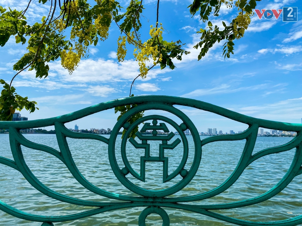 Hồ Tây bỗng chợt vàng rực bởi sắc hoa muồng hoàng yến, như một nét chấm phá độc đáo, hấp dẫn