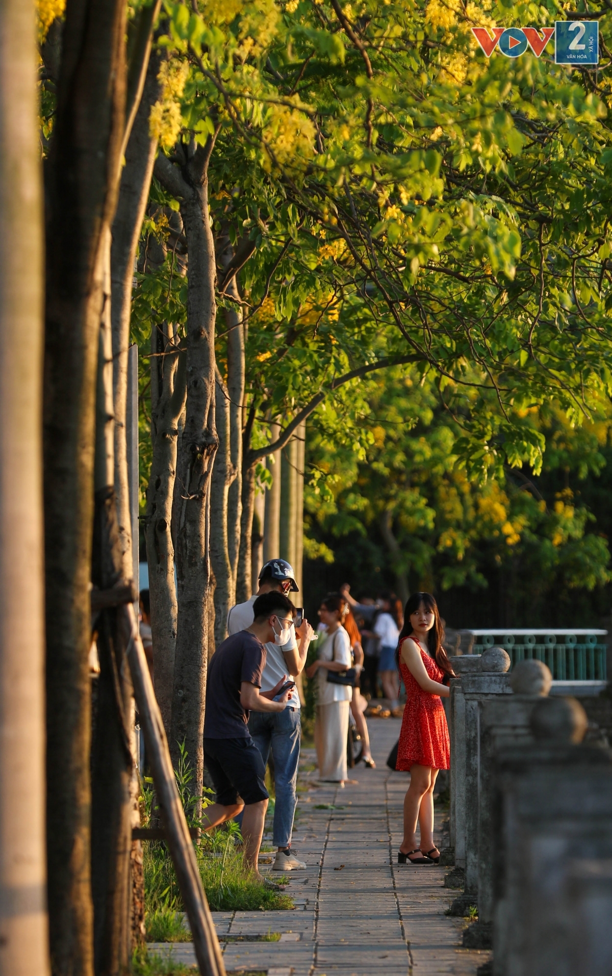 Muồng hoàng yến tỏa sắc vàng cùng chiều hoàng hôn ven Hồ Tây.