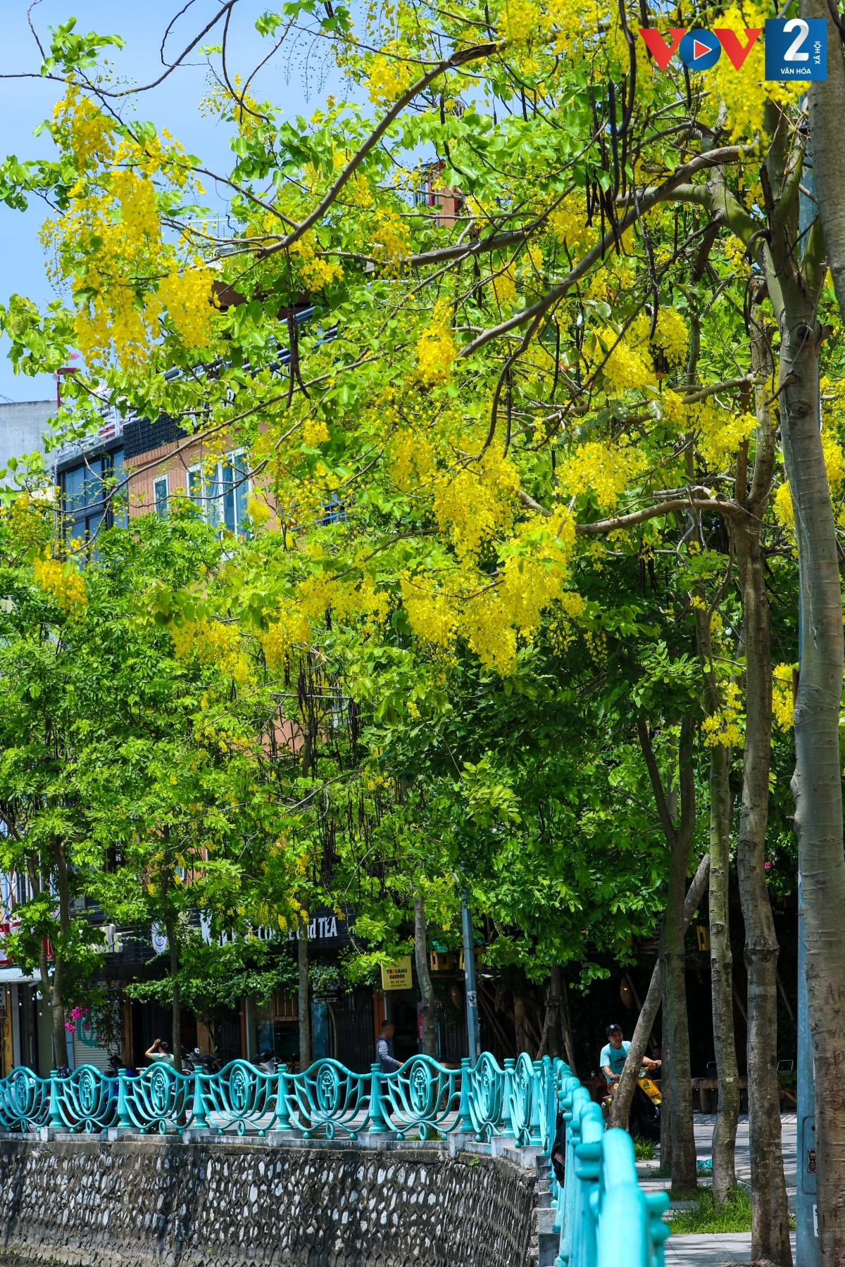 Những cây muồng hoàng yến tuy khẳng khiu nhưng nặng trĩu những chùm hoa vàng tươi, chỉ cần một vài cây thôi cũng đã làm rực cả một góc phố phường.