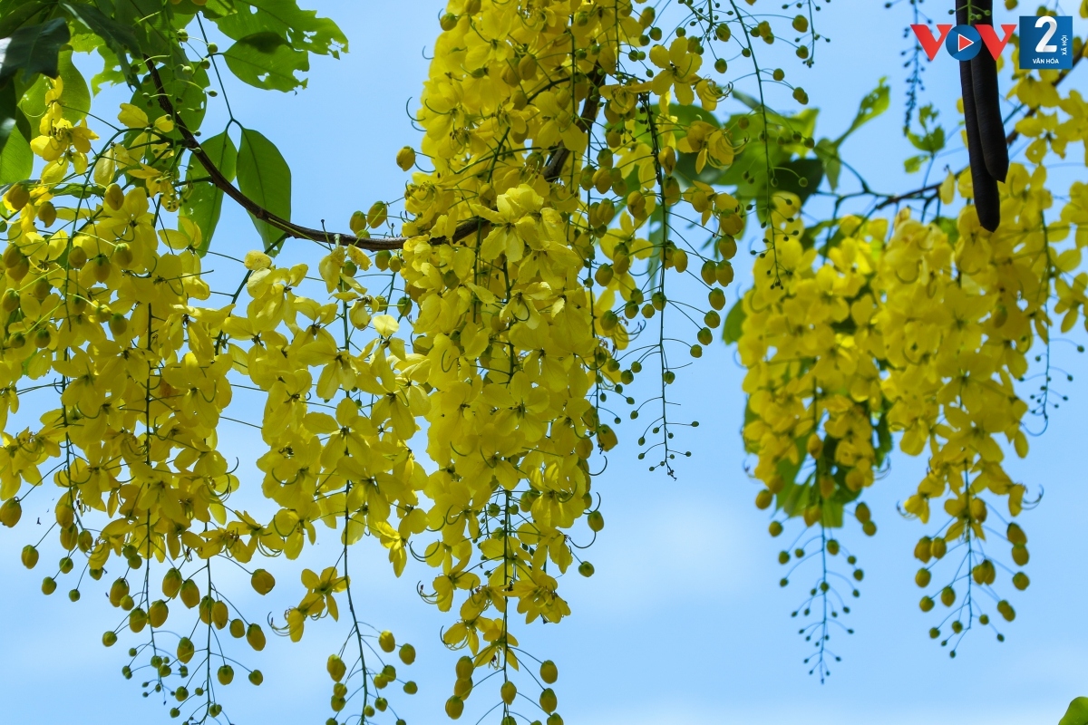 Cái nắng chói chang của Hà Nội như dịu đi trong sắc vàng tươi tắn của muồng hoàng yến.