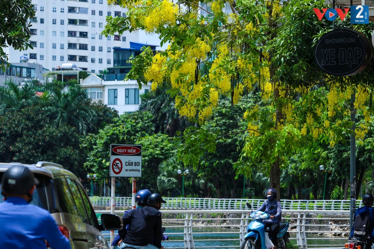 Hà Nội mùa nào cũng đẹp bởi những sắc hoa riêng có. Cùng với bằng lăng tím, hoa phượng đỏ, muồng hoàng yến giờ đây đã góp thêm một nét đặc trưng của Hà Nội mỗi khi hè về./.