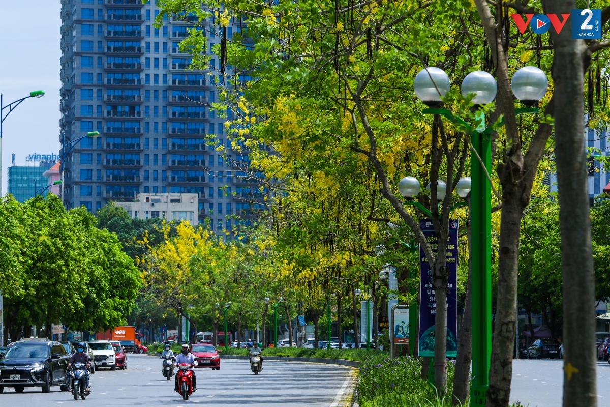 Những ngày này, muồng hoàng yến đồng loạt trổ hoa vàng ruộm khắp các tuyến phố của Thủ đô.
