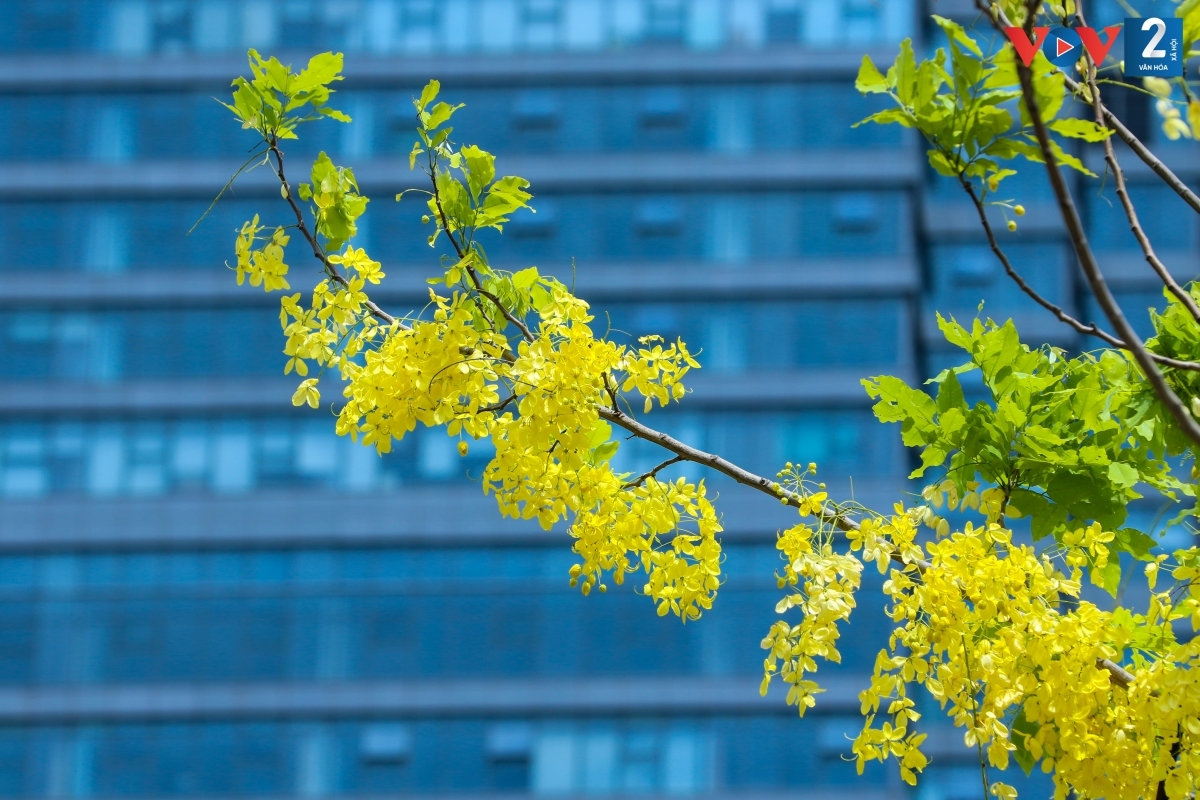 Muồng hoàng yến hay còn gọi là muồng hoàng hậu, bọ cạp vàng, hoa lồng đèn, mai dây... Đây được xem là quốc hoa của đất nước Thái Lan.