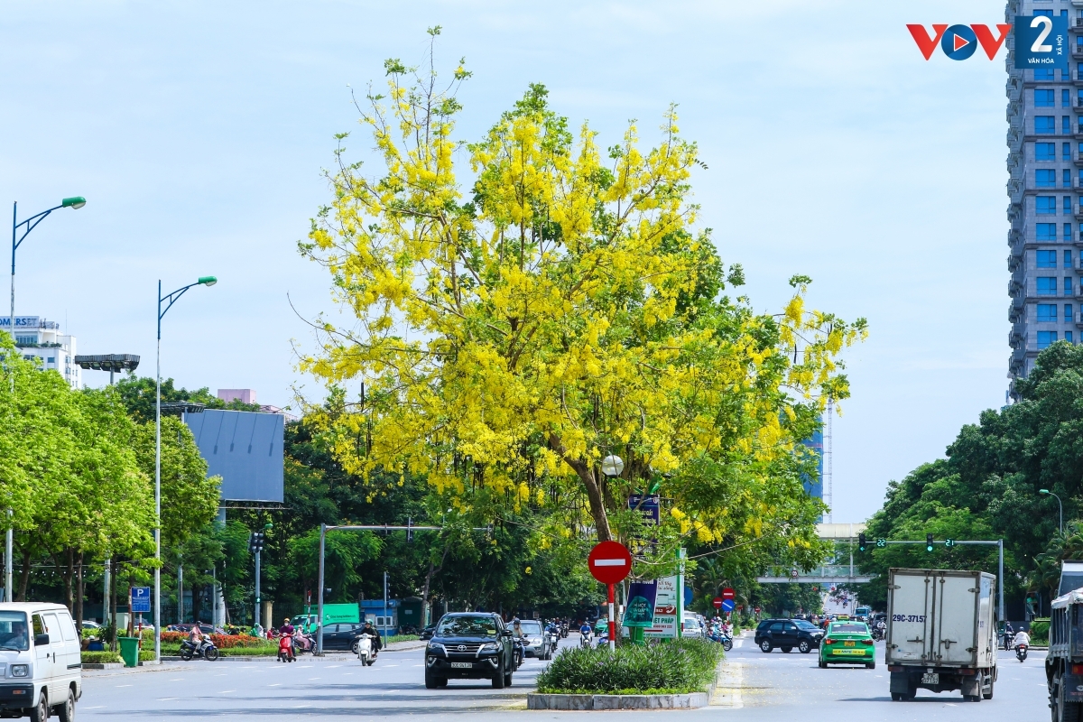Mỗi bông hoa muồng hoàng yến có 5 cánh, mềm, mỏng rất đỗi dịu dàng. Hoa thường nở thành từng chùm lớn, rủ xuống dài khoảng 20 - 40 cm.
