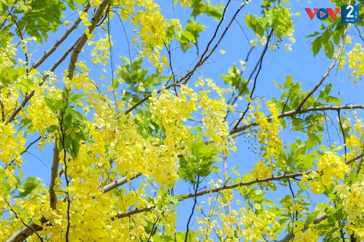 Muồng hoàng yến là loài cây trung tính, thiên về ưa sáng, mọc nhanh, chịu hạn tốt, do đó loài cây này được trồng như một loại cây cảnh trên đường phố Hà Nội.