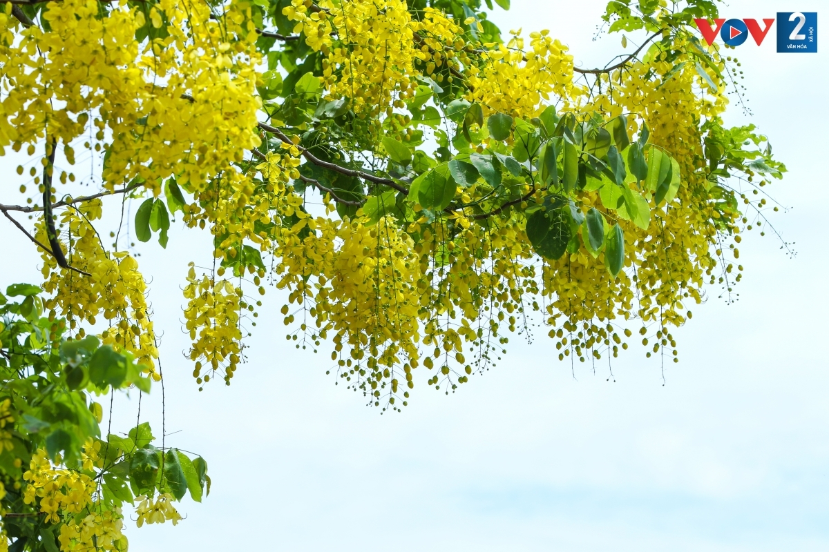 Cánh hoa hình bầu dục, mặt ngoài phủ lông mượt. Chùm hoa vàng rực rỡ buông rủ, nổi bật trên tán lá xanh.