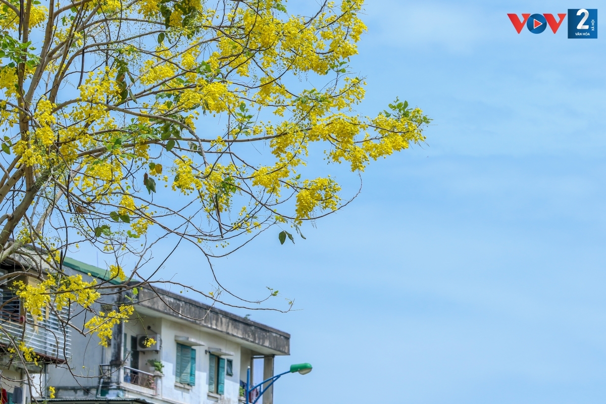 Cây muồng hoàng yến phát triển tốt ở nơi có nhiều nắng và thoát nước tốt. Cây không thích hợp với điều kiện khí hậu khô cằn hay giá lạnh.