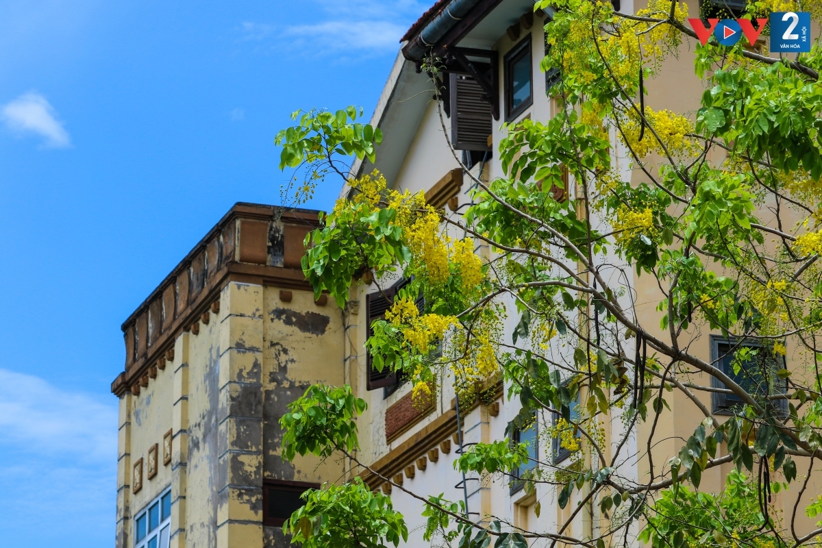 Vẻ đẹp quyến rũ của Muồng hoàng yến.