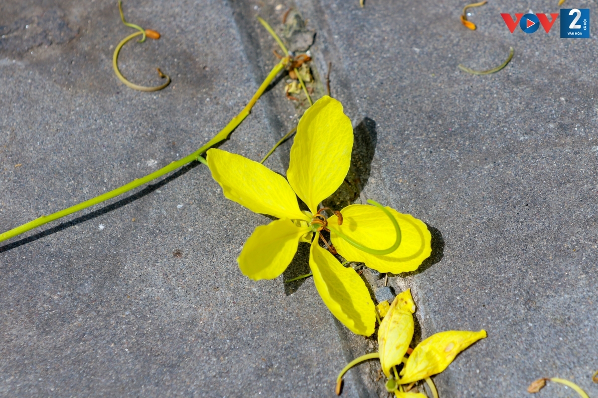 Những cánh hoa Muồng hoàng yến đầy vấn vương.