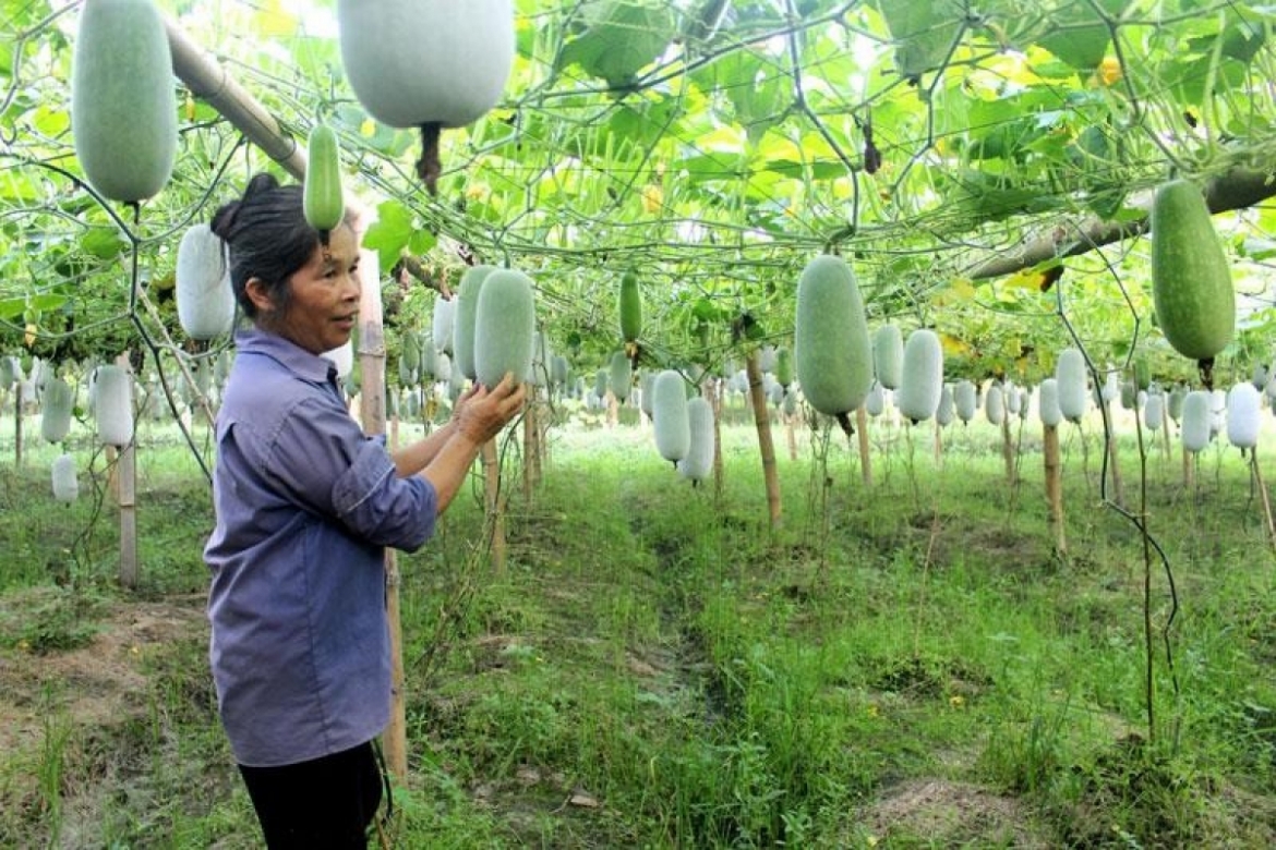 Những vườn bí xanh thơm trĩu quả.