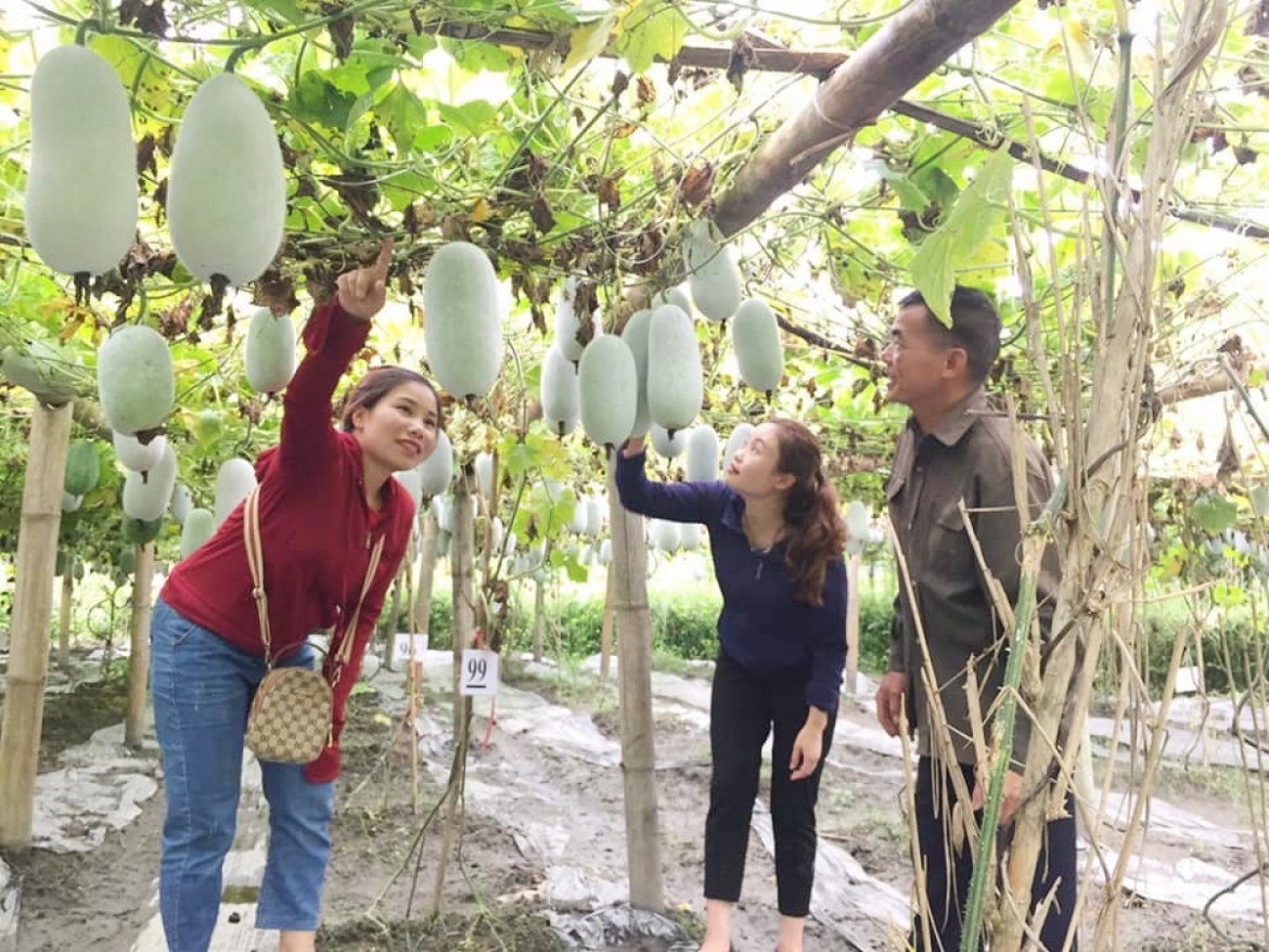 Du khách thích thú khi tham quan, trải nghiệm trong vườn bí xanh thơm.