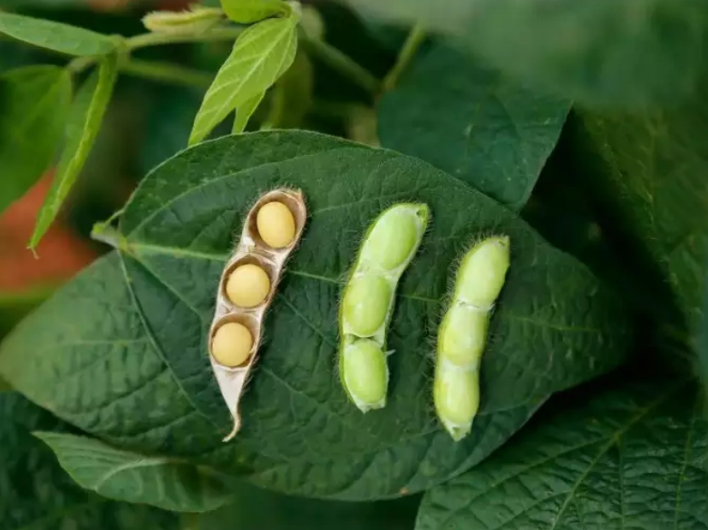 Đậu nành: Đậu nành chứa hàm lượng protein cao nhất trong số tất cả các loại thực phẩm chay. Protein tinh khiết có trong đậu nành giúp cải thiện khối lượng xương và mô. Để tăng chiều cao, nên ăn 50 gram đậu nành mỗi ngày.