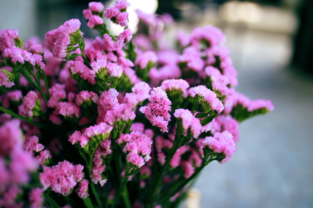 Những bông hoa màu tím đầy mê hoặc màu sắc ẩn chứa sự bí ẩn. Hoa màu tím có thể tạo ấn tượng lãng mạn mạnh mẽ. 