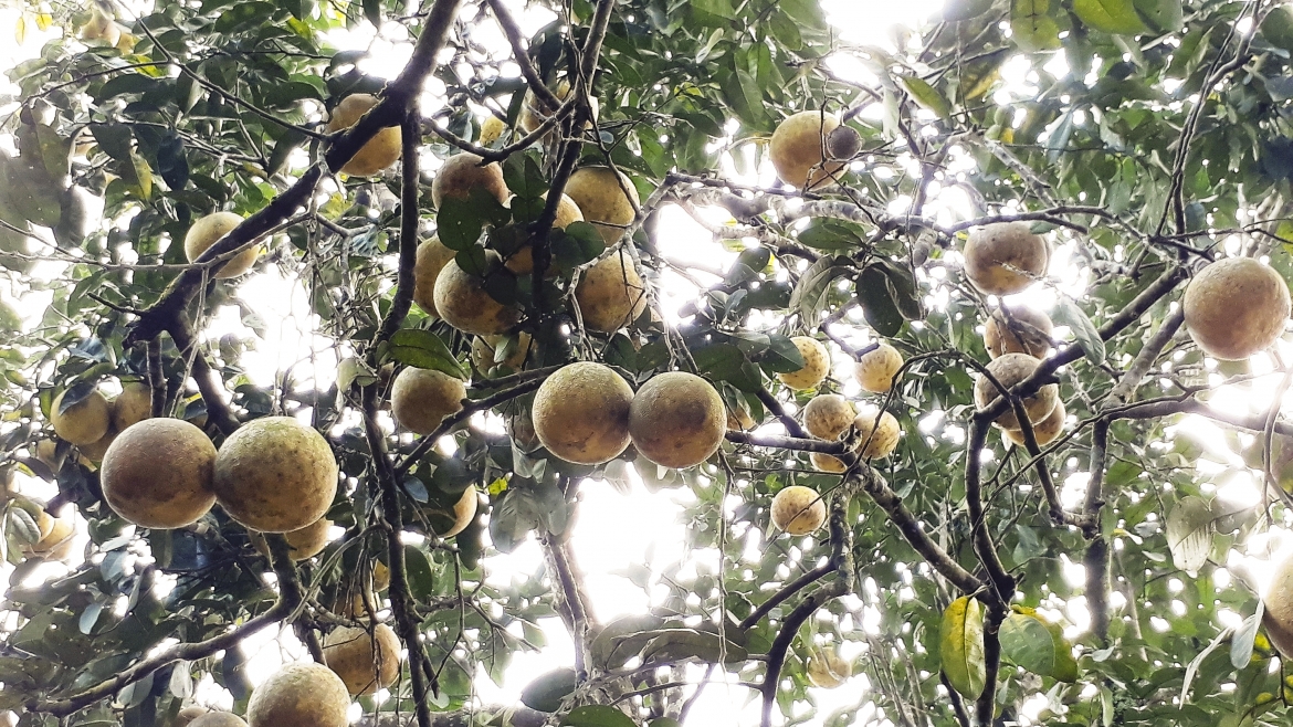 Bưởi Đại Minh, bưởi tiến Vua - loại quả làm giàu của bà con Yên Bình, Yên Bái.