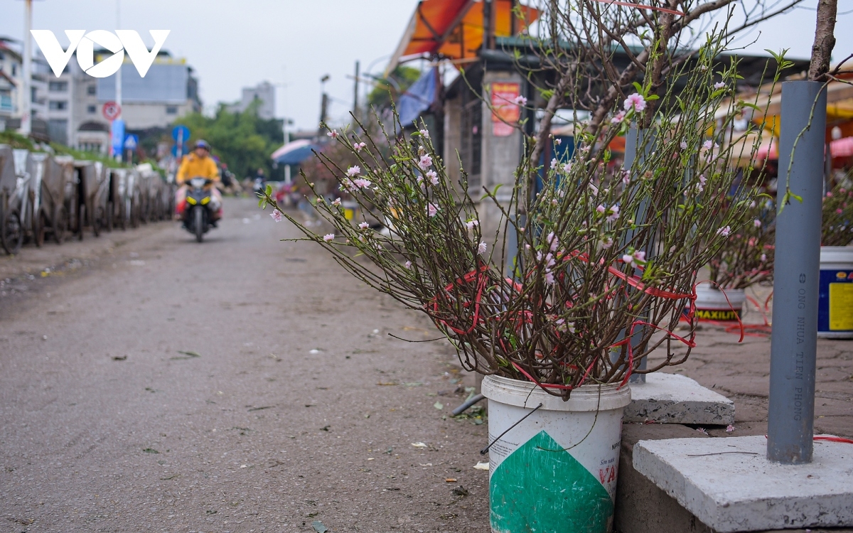 Những cành đào nhỏ được bán với giá từ 150.000 đồng đến 200.000 đồng, cành đào to được bán với giá từ 900.000 đồng đến 1 triệu đồng.