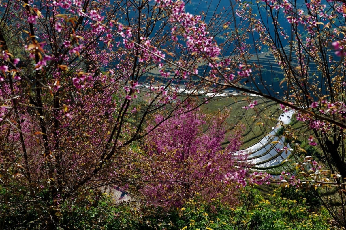 Each year during the 12th lunar month, mountains throughout Mu Cang Chai district in the northern mountainous province of Yen Bai are fully coated with To Day flowers.