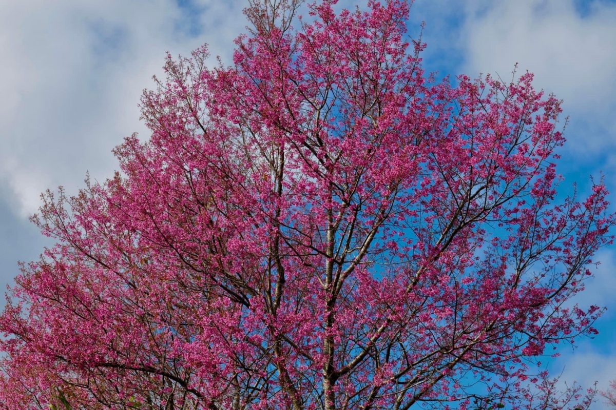 Local H’Mong ethnic people consider the To Day flowers to be a sign of spring.