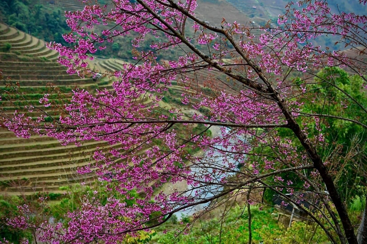 The blooming season of To Day flowers adds to the alluring appearance of the scenery of villages in Mu Cang Chai district, whilst also contributing to attracting more visitors to the locality.