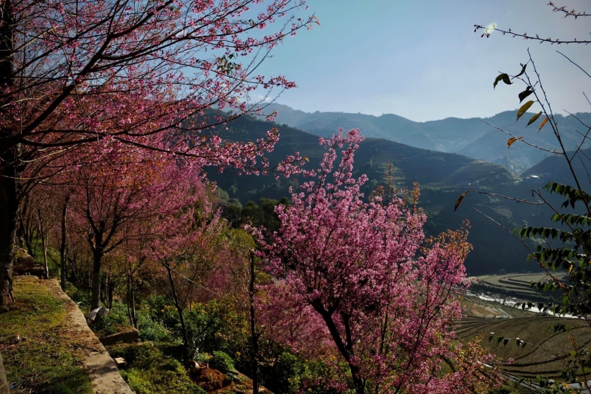 The pinkish hue paints the skies above Mu Cang Chai mountainous area, drawing plenty of attention from enthusiastic travelers.