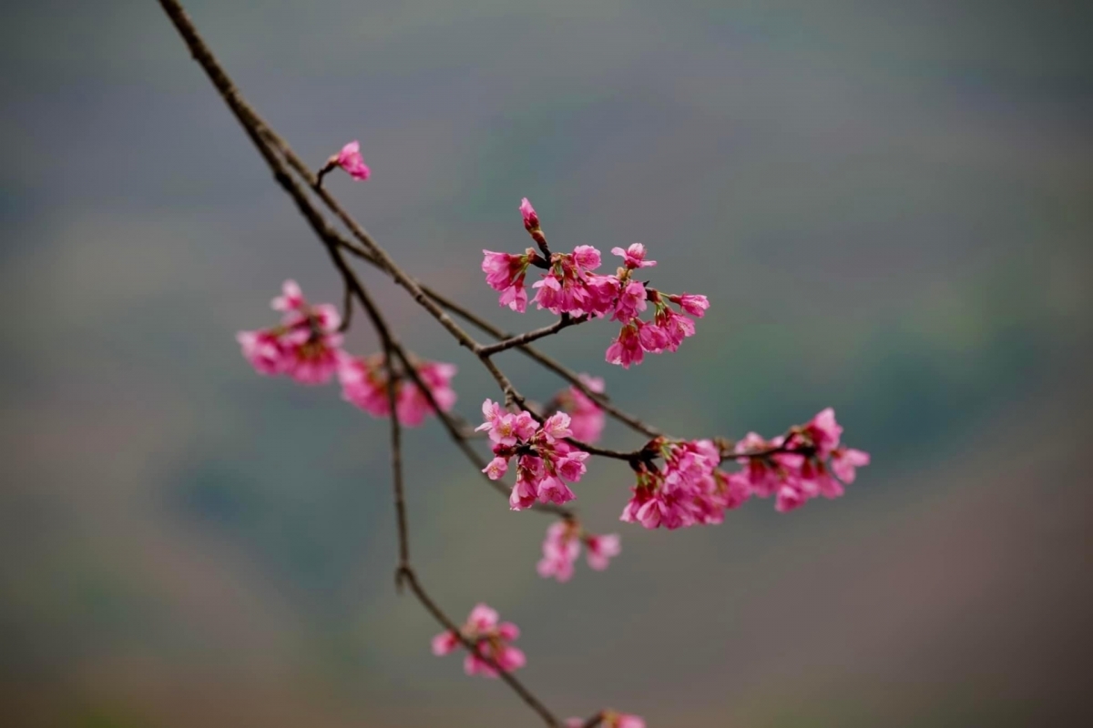 To Day flowers each have five petals in a bright pink colour.