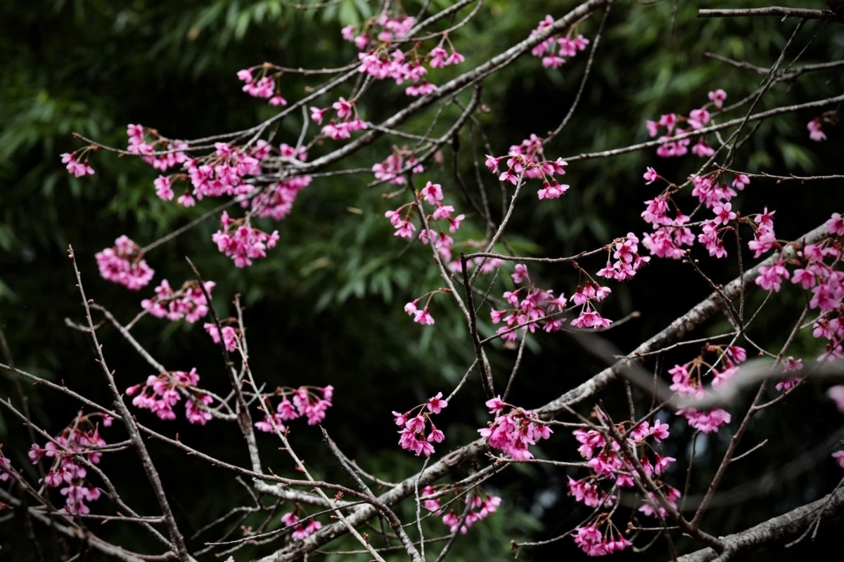 The flowers can only be found growing at an altitude of 1,000 metres above sea level.