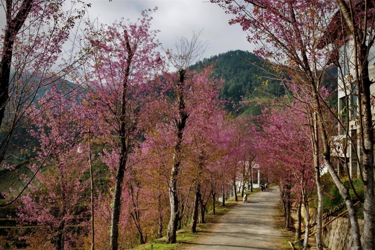 Blooming To Day flower trees ooze charm alongside the roads on local mountains.