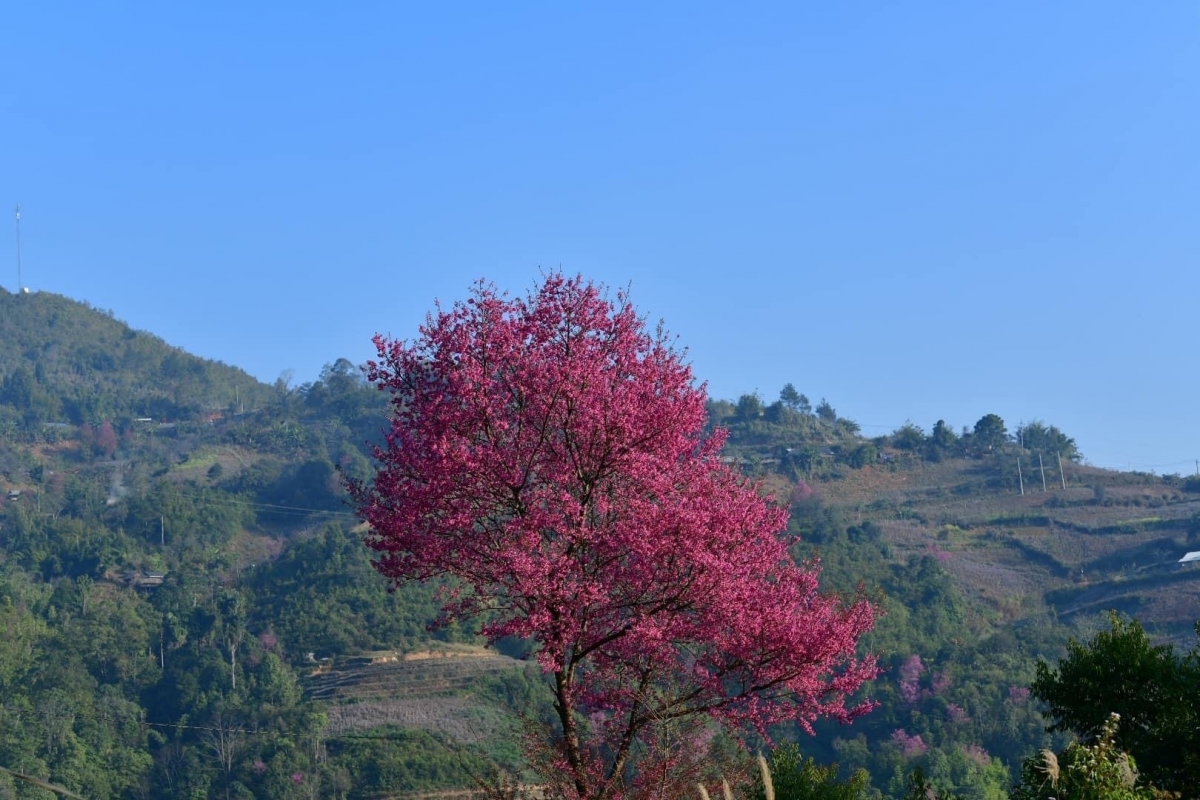 The peach flower, known locally as To Day, gives a blazing pink appearance to the entire tree.