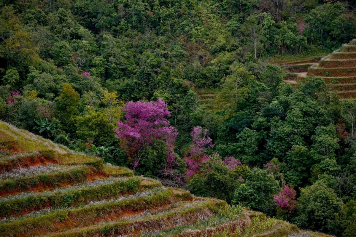 Flowers can mainly be found in La Pan Tan commune. The wild flowers even bloom across high peaks in the communes of Nam Khat, Pung Luong, and De Xu Phinh.