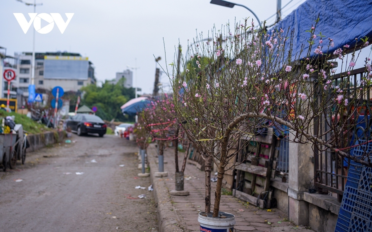 Before Tet many peach branches are going on sale in order to serve customers’ demand.