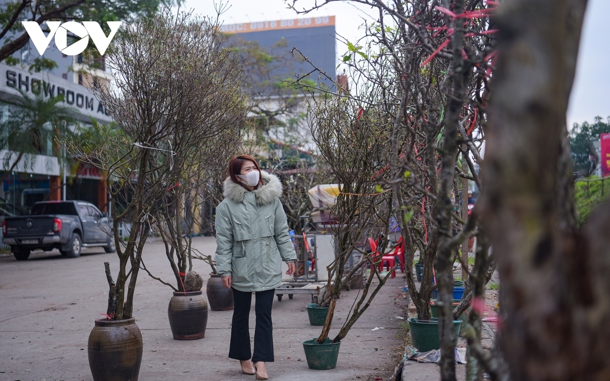 Whilst the flowers only bloom for about a month, if given professional care the blooming time can last as long as two to three months. Indeed, the most beautiful wild pear flower branches must have some pear fruits, symbolising prosperity in the early days of the New Year.