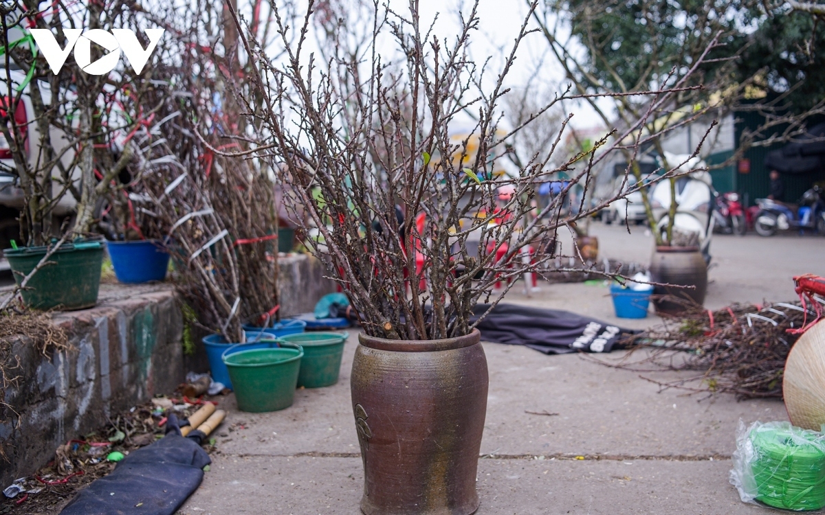 A plum flower branch costs around VND100,000 to VND150,000.