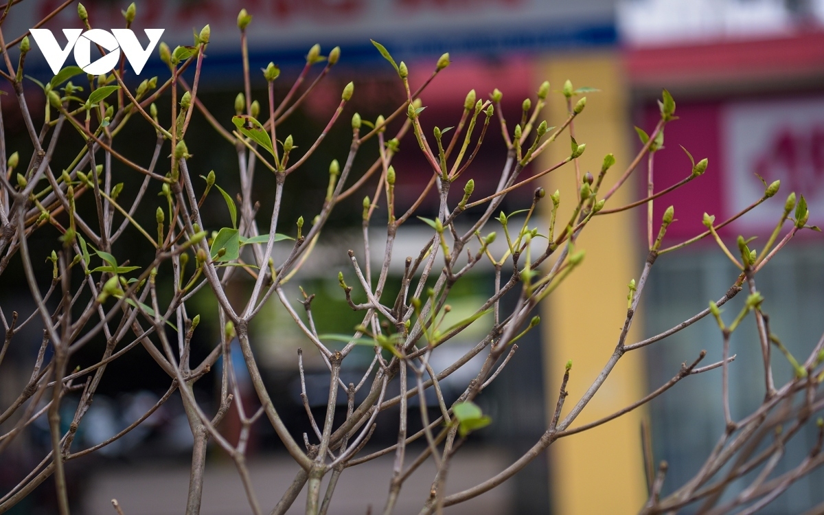 The wild peach blossoms are part of ethnic minority groups’ life and are transported from the mountainous region. However, a wild peach branch is a bit expensive, costing more than VND2 million.