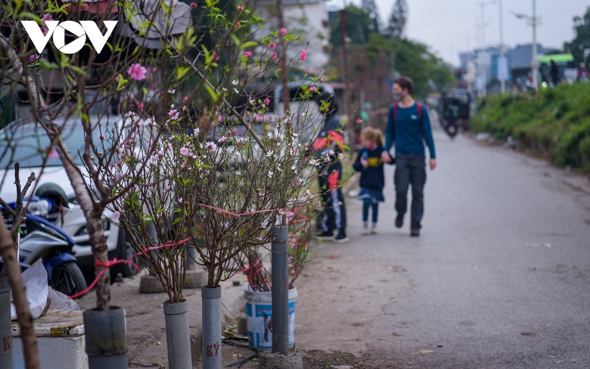 Soft pink flowers appear in full bloom during the winter months, thereby signaling that Tet is drawing near.