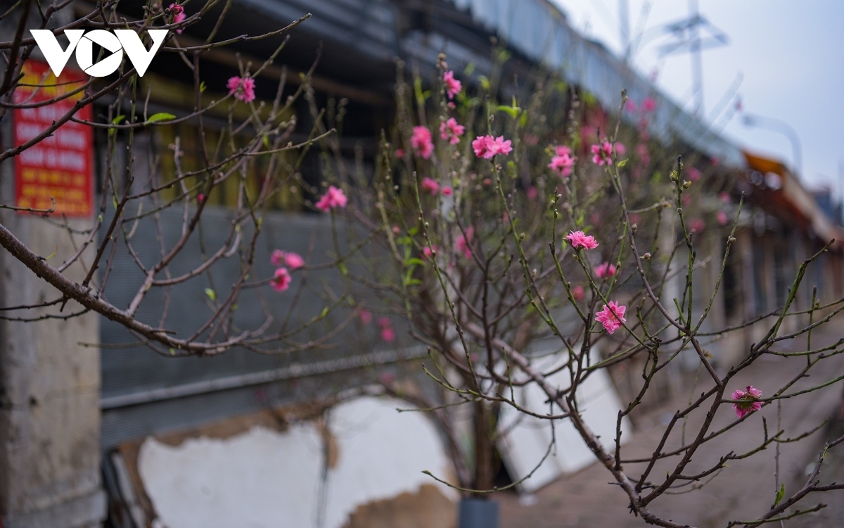 The blossoming of the flowers marks the initial sign that the Lunar New Year is just around the corner.