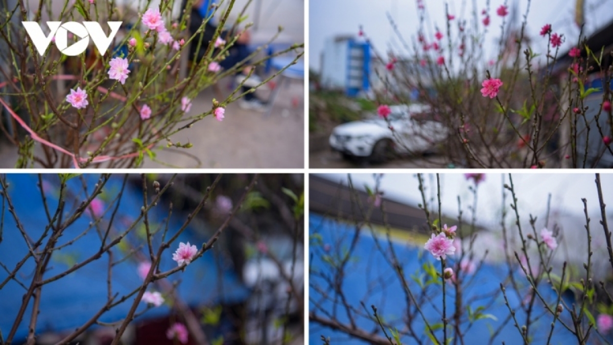 Peach trees are widely believed to represent both luck and prosperity moving into the new year.