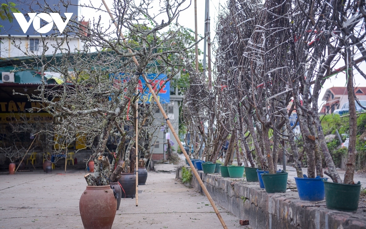 Aside from Nhat Tan peach blossoms, several traders based at Quang An flower market also sell wild flowers ahead of the festive season.