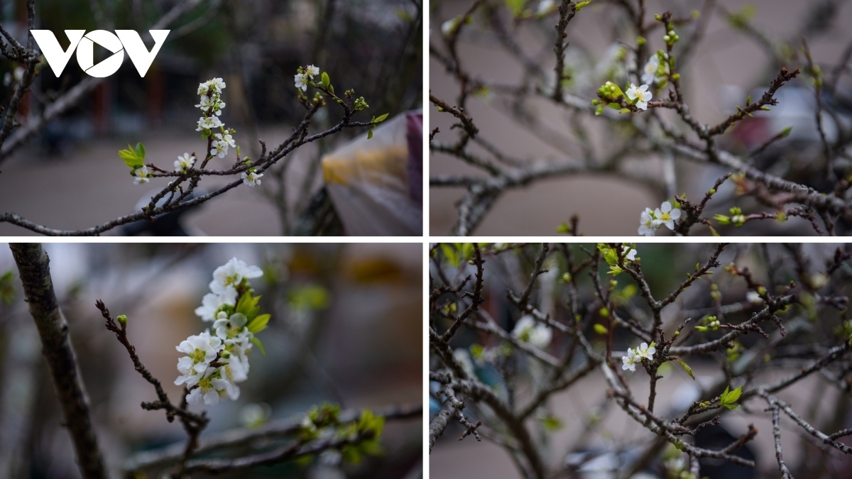 Many customers choose wild pear flowers in order to decorate their homes with, particularly as the peach blossom or Kumquat trees tends to fade away during the long Tet holiday.