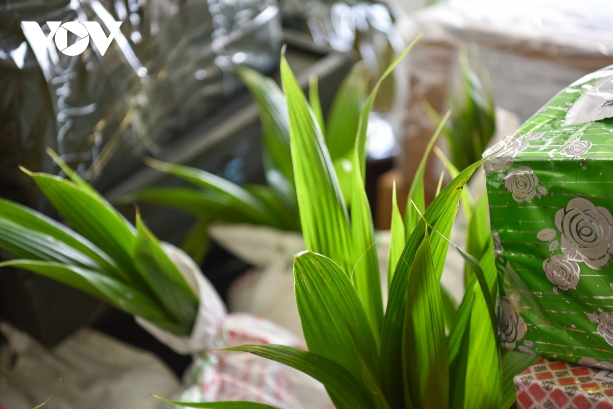 Packs of glutinous rice, Dong leaves to wrap Banh chung, a type of square glutinous rice cake which is a delicacy at Tet, kumquat trees, and apricot blossom trees are transported to locals on the Truong Sa archipelago.