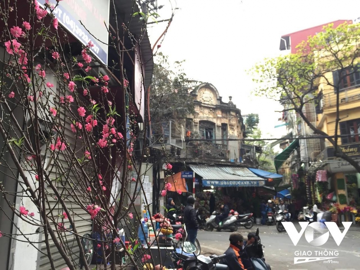 Một góc phố cổ rực rỡ với cánh bích đào