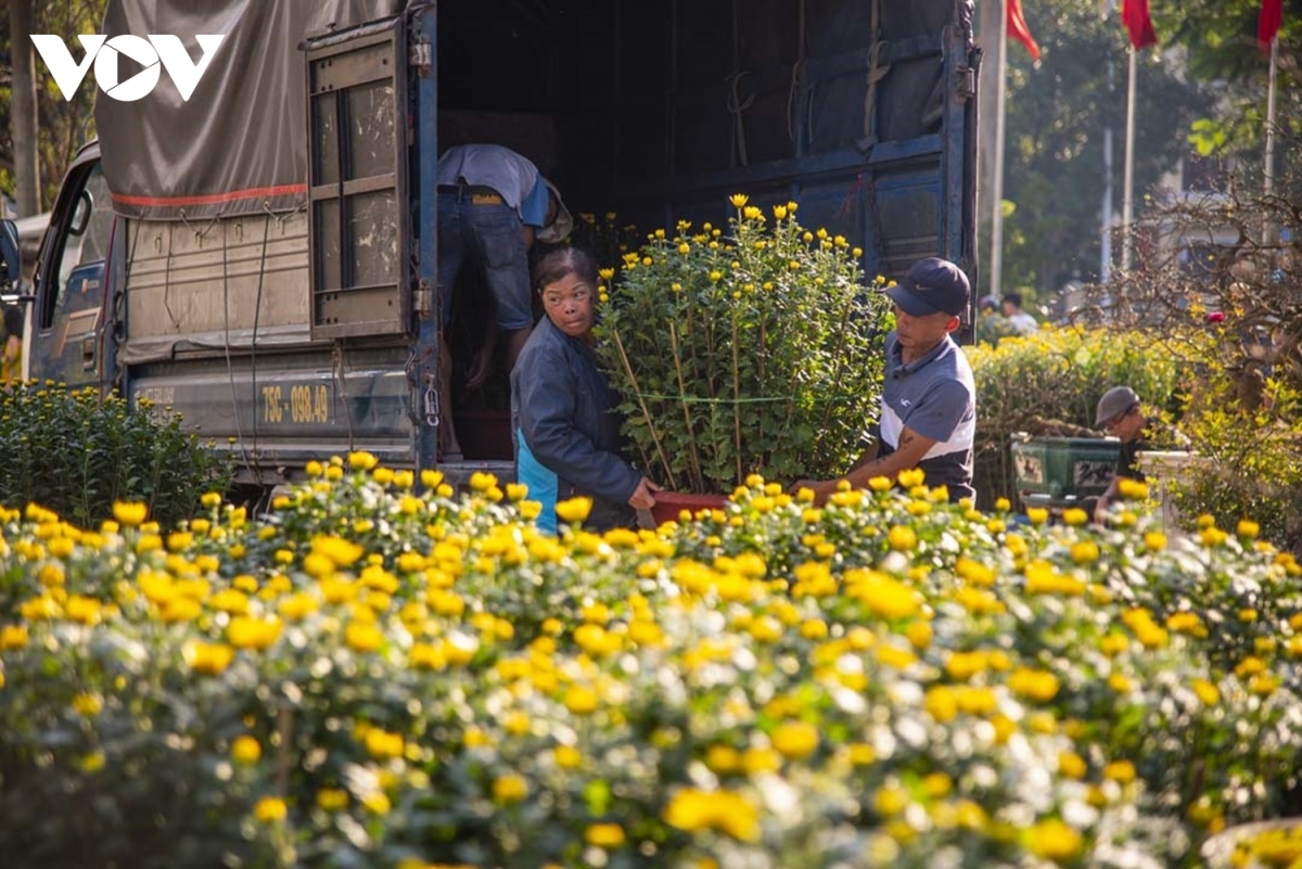 Cúc vàng là loại hoa chủ đạo của Tết Huế, truyền thống từ xưa đến nay, trước cửa nhà ở Huế thường có 1 cặp cúc vàng đón khách.