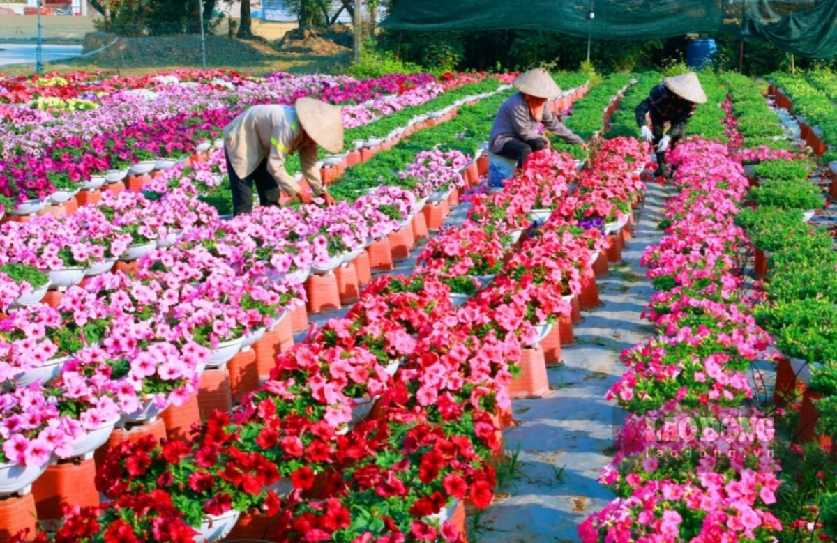 Located in Ninh Phuc commune roughly 10km from the centre of Ninh Binh province, Ninh Phuc village supplies flowers to the region, as well as neighbouring localities during Tet.