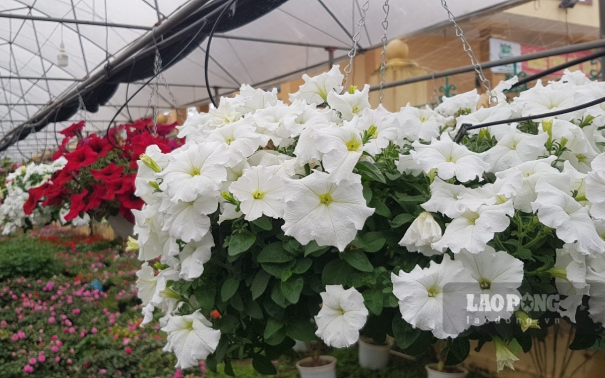 Ninh Phuc flower village has thousands of varieties of flowers such as daisies, lilies, and roses which are carefully tended to so they can be sold at the Tet market.