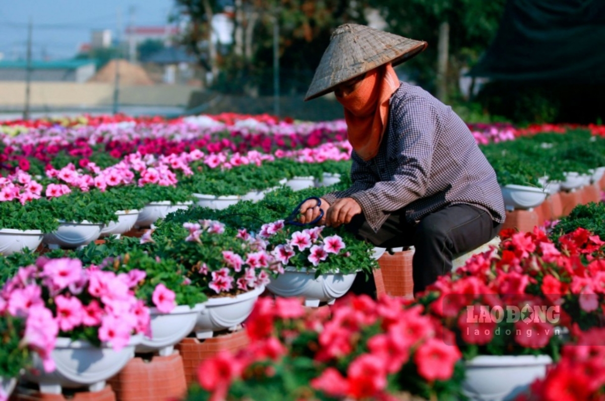 Farmers take care of flowers in order to meet increasing demands during the upcoming Tet holiday.