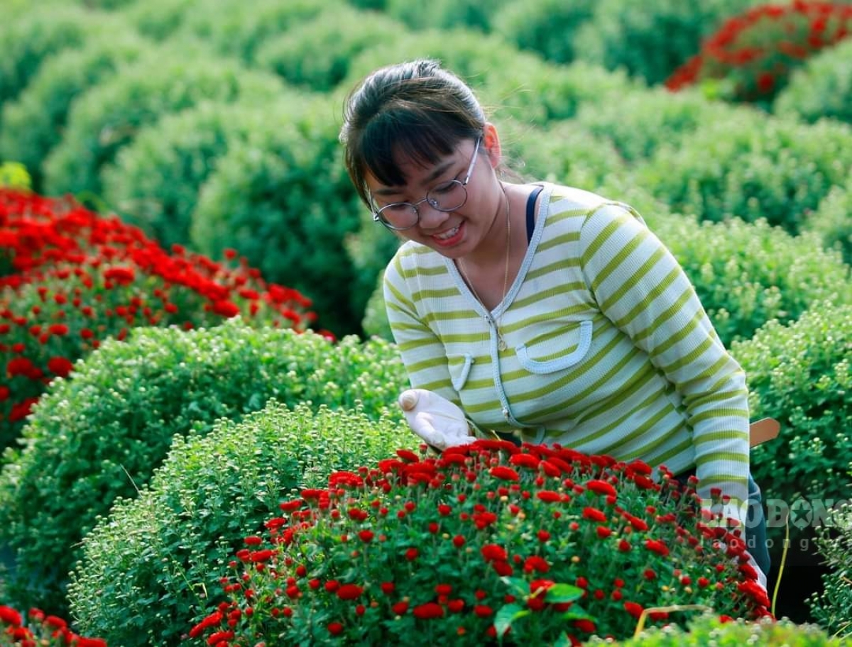 Chrysanthemum, roses, and lilies are among the most popular flowers in Ninh Phuc flower village.